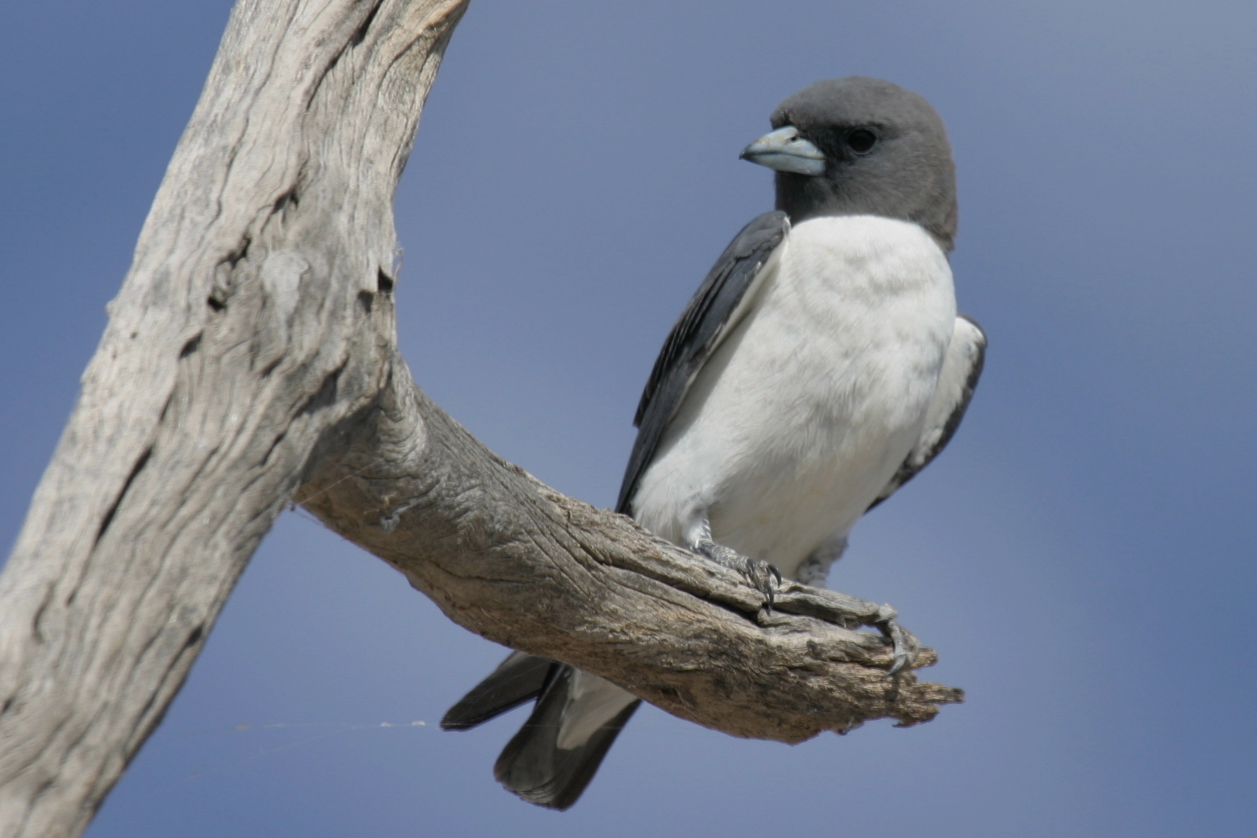 Whitebreasted Woodswallow BIRDS in BACKYARDS